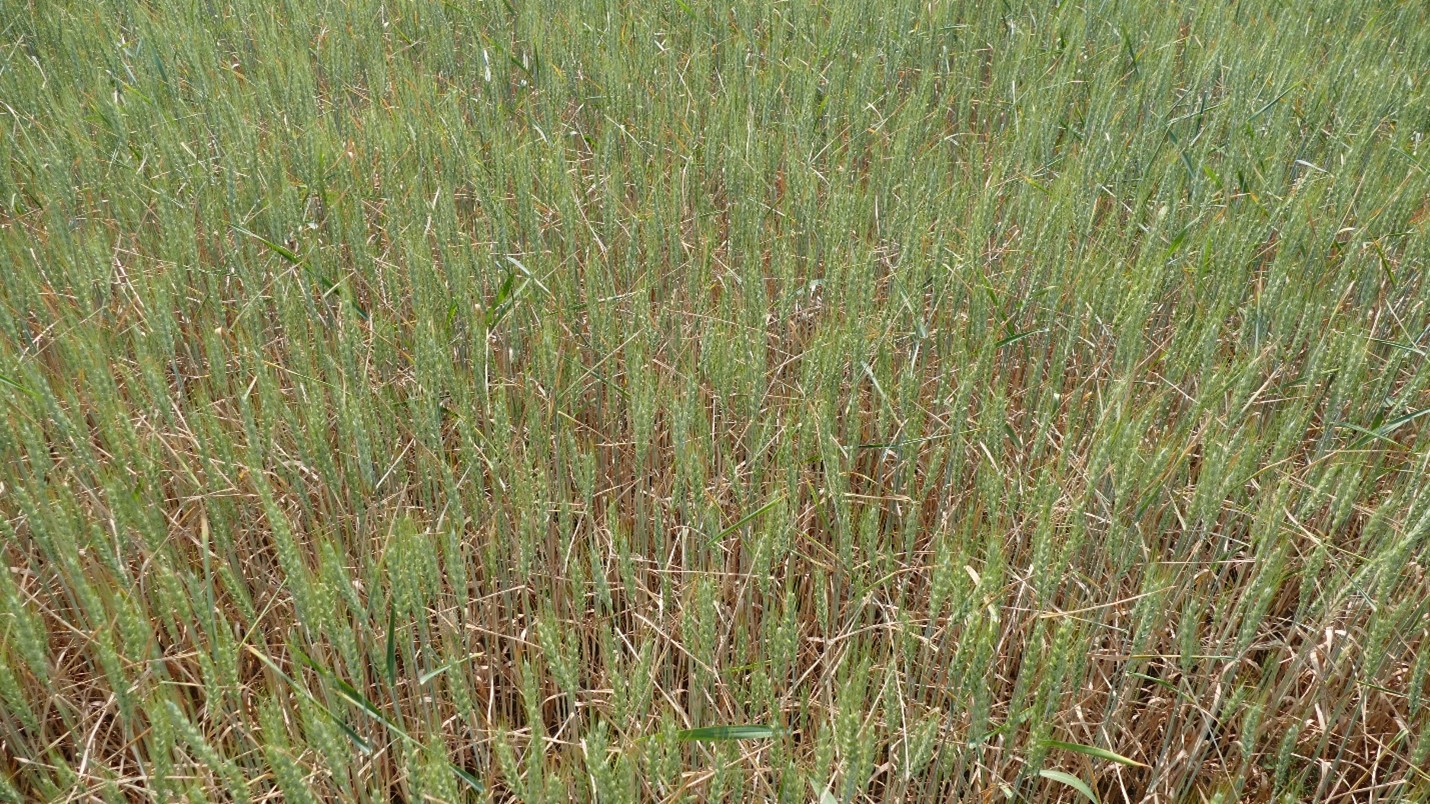 Drought stressed wheat.